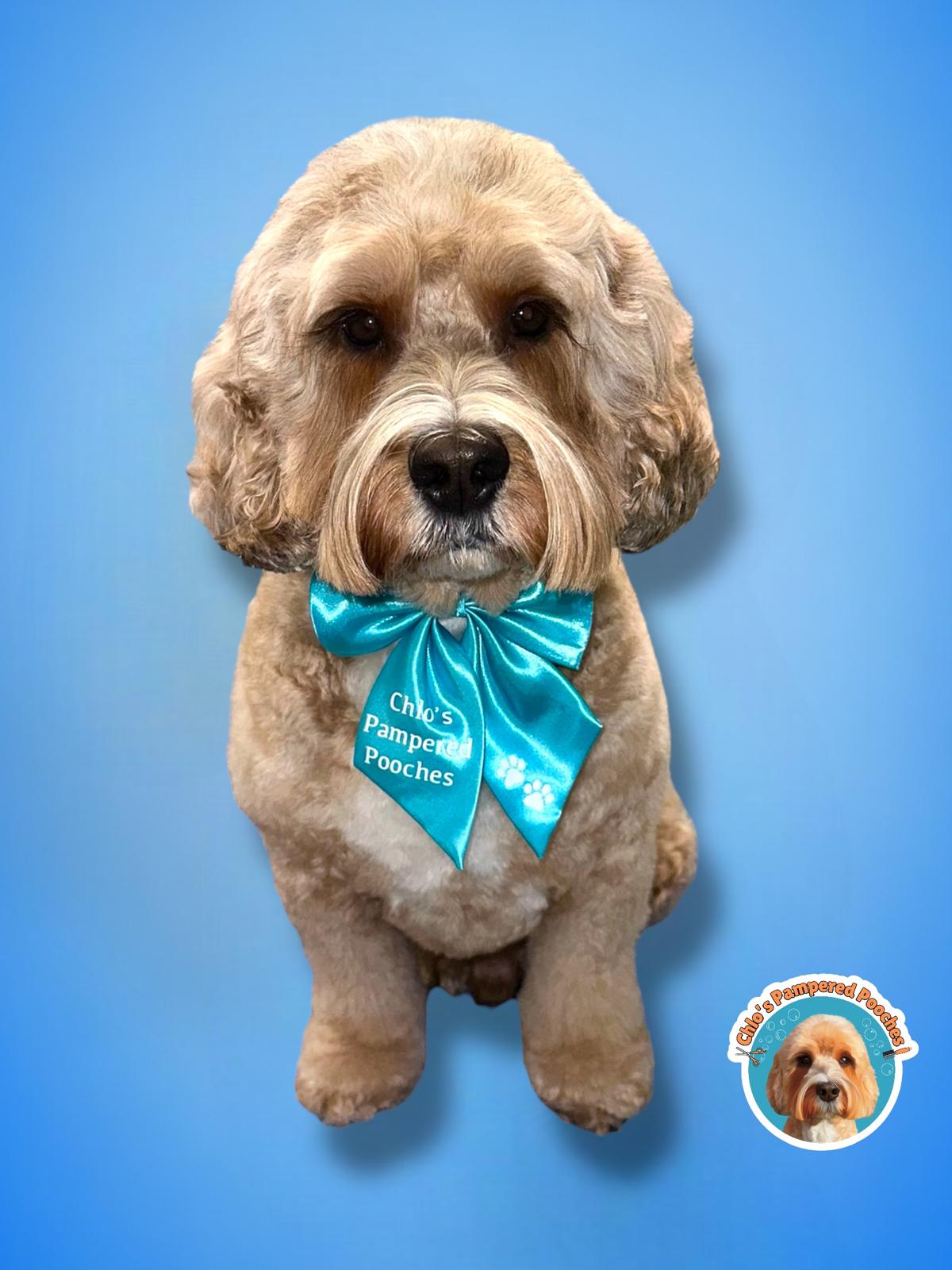 Pampered Pooch